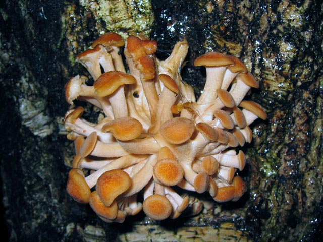 Il Genere Armillaria